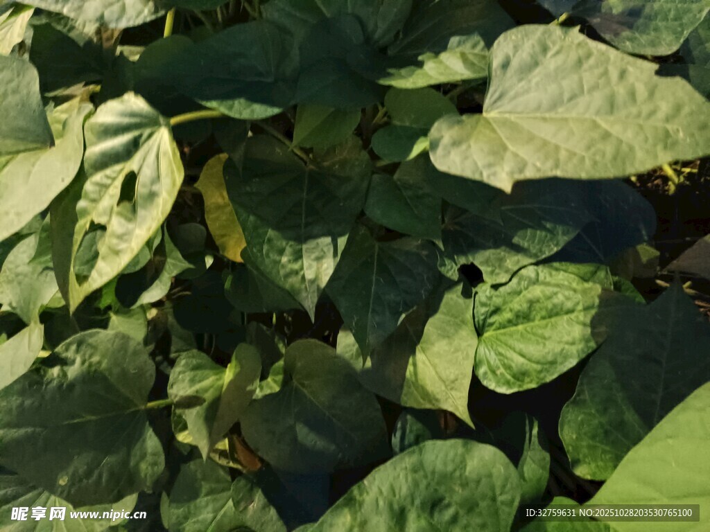 翠绿番薯叶特写