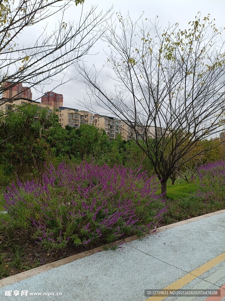 路边多彩植物景观