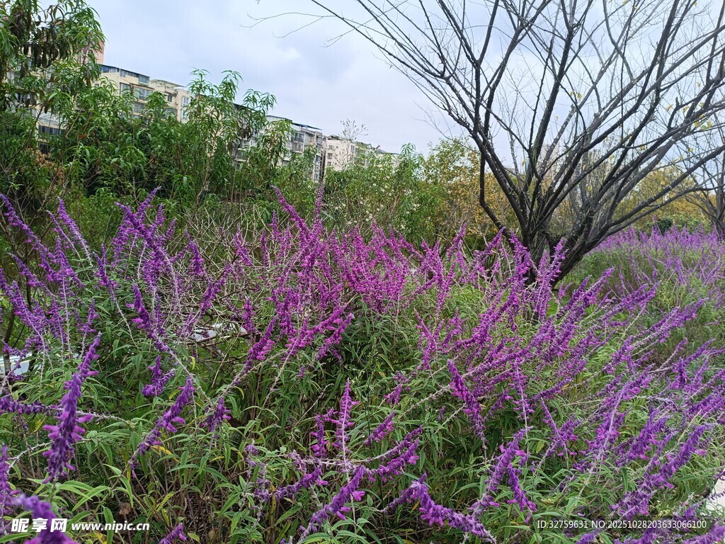 紫色花丛中的枯树景观
