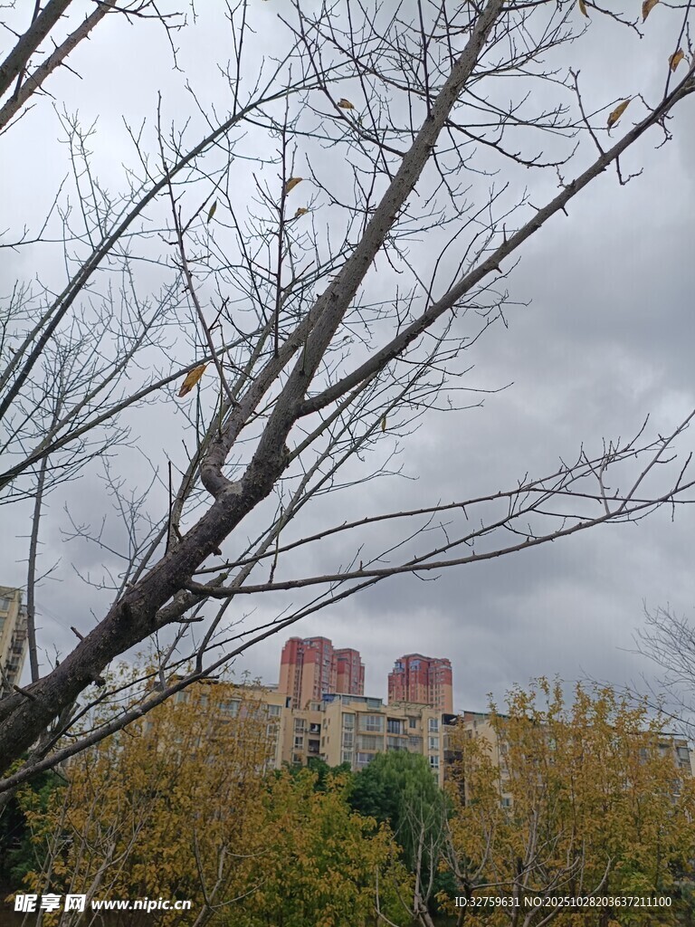 树枝掩映下的建筑景观