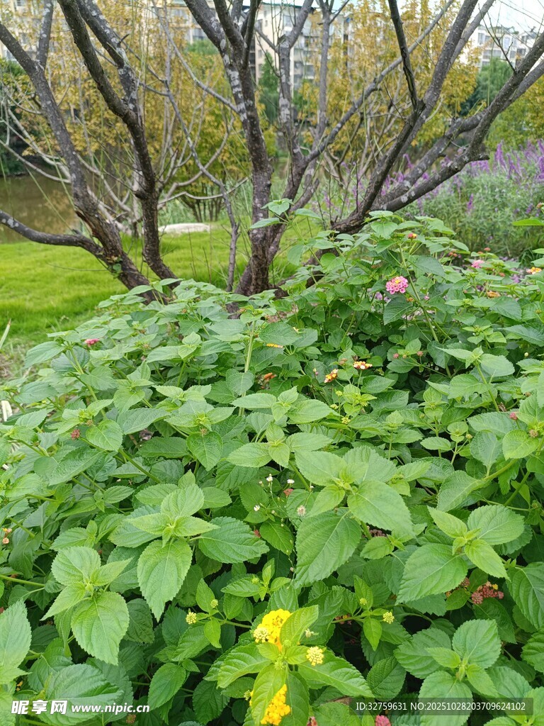 绿意盎然的植物景观