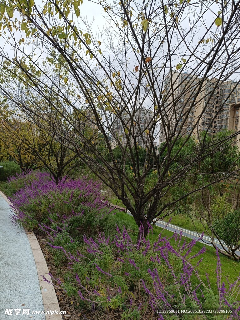 春日小径旁的花木景致