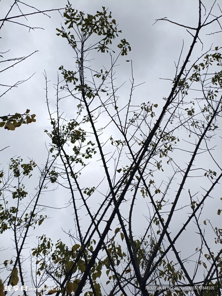 树枝上的稀疏绿叶