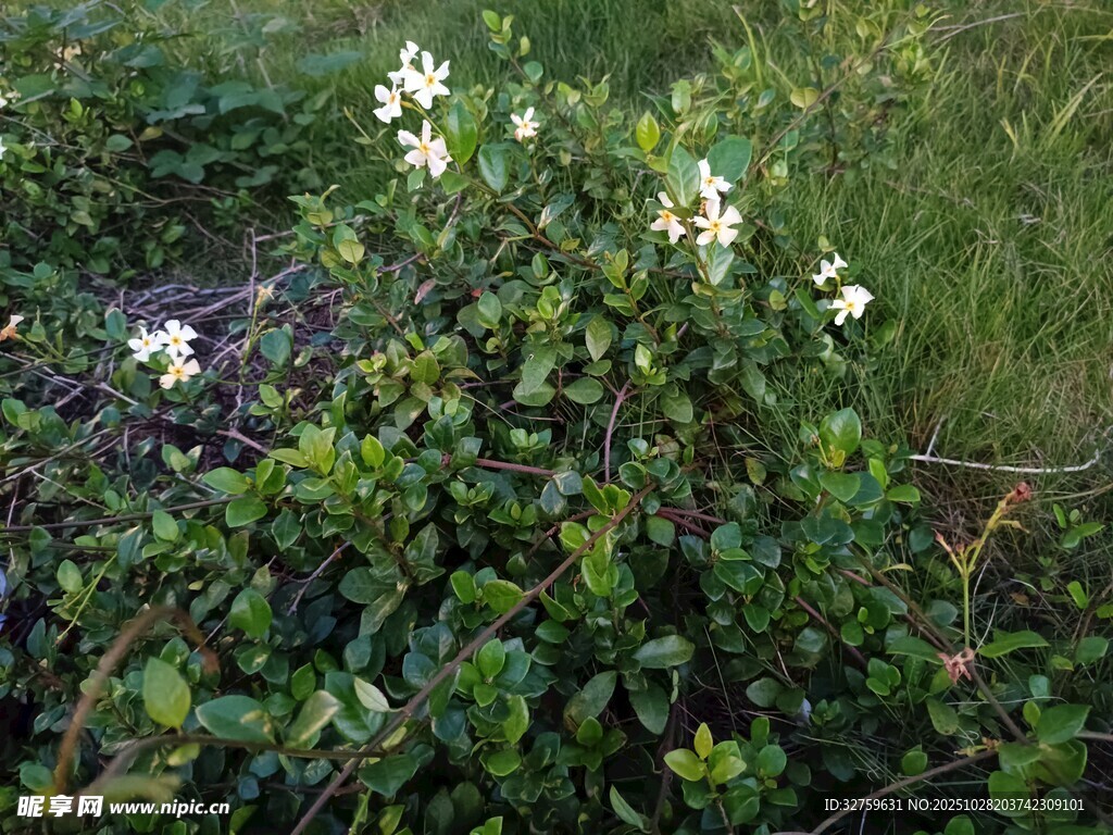 绿叶丛中的白色小花