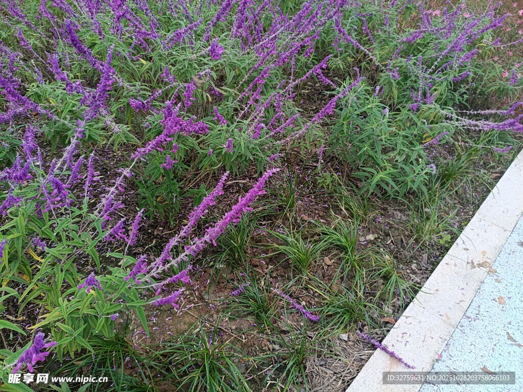 路边紫色花草景观