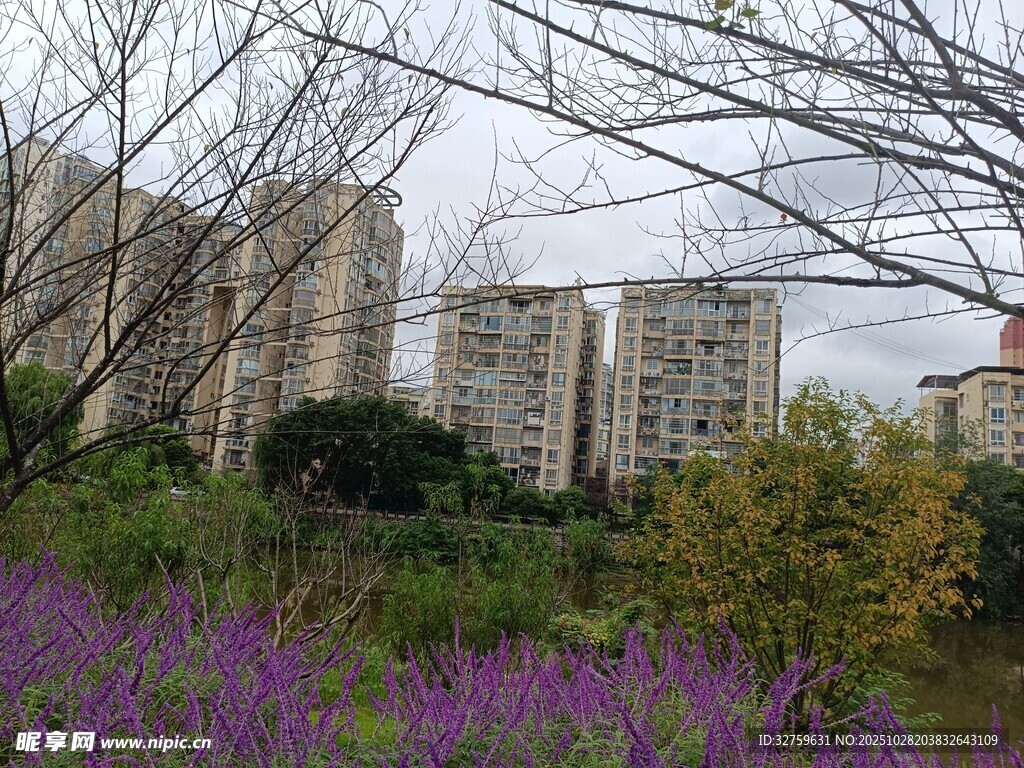 城市中绽放的紫色花卉景观