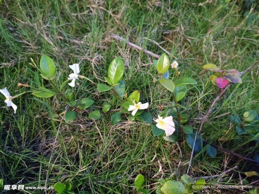 草丛中的白色小花