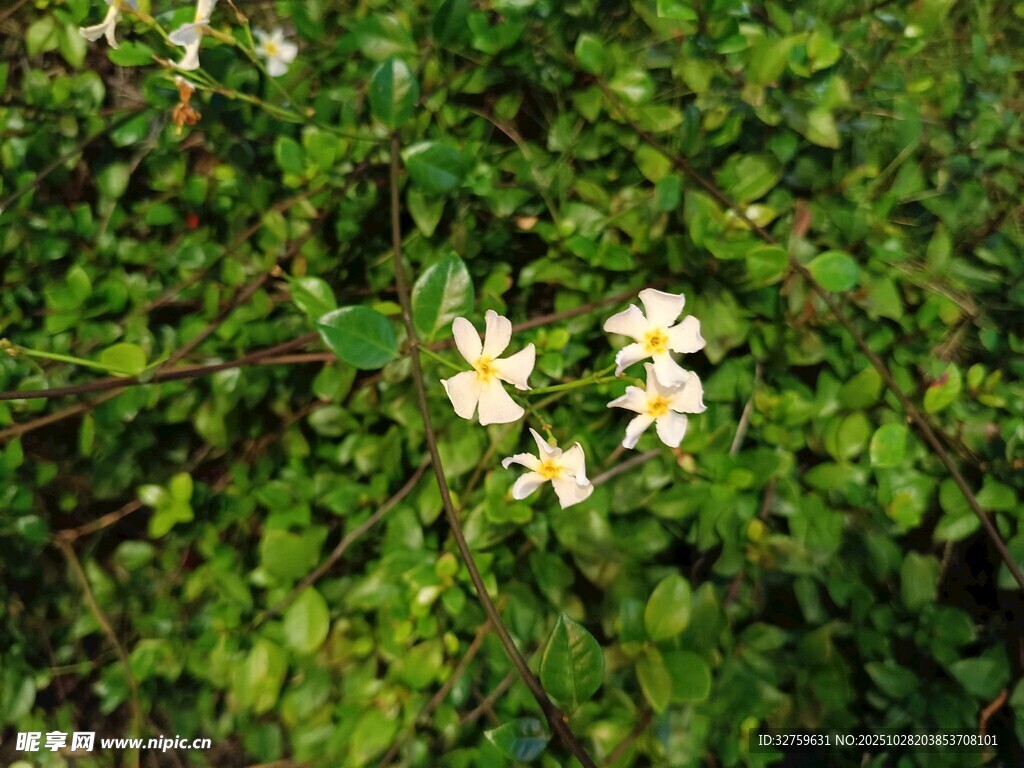绿叶丛中的白色小花