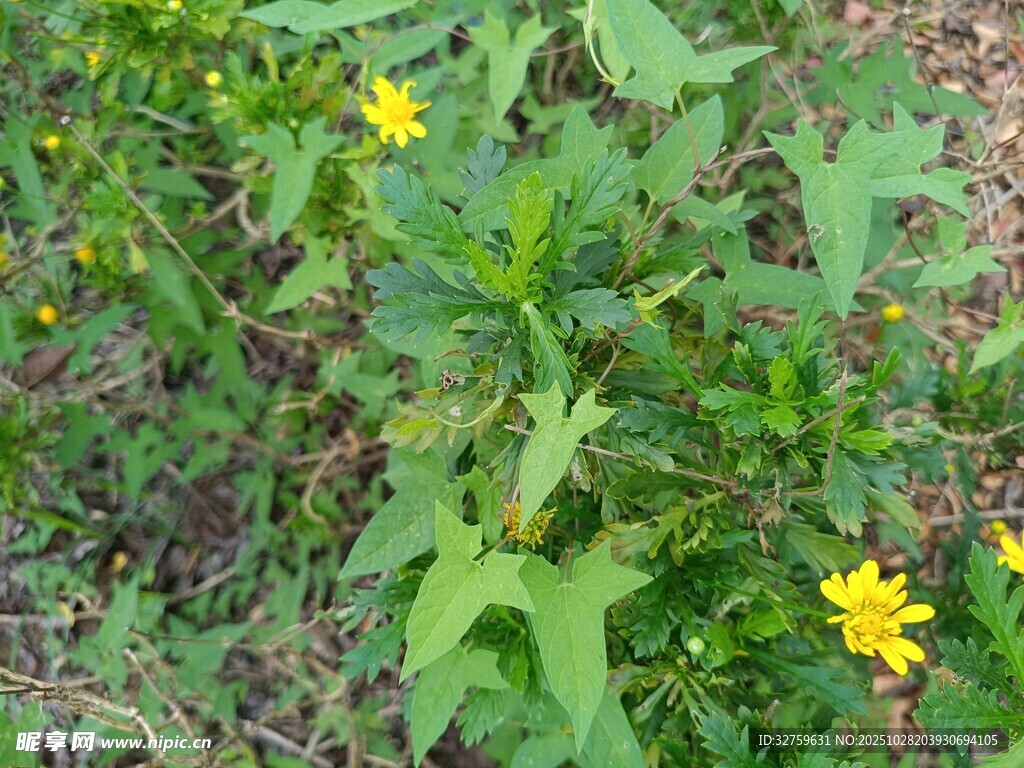 野外绽放的黄色小花