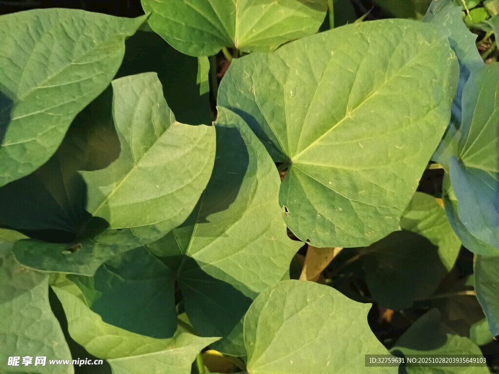 翠绿番薯叶特写