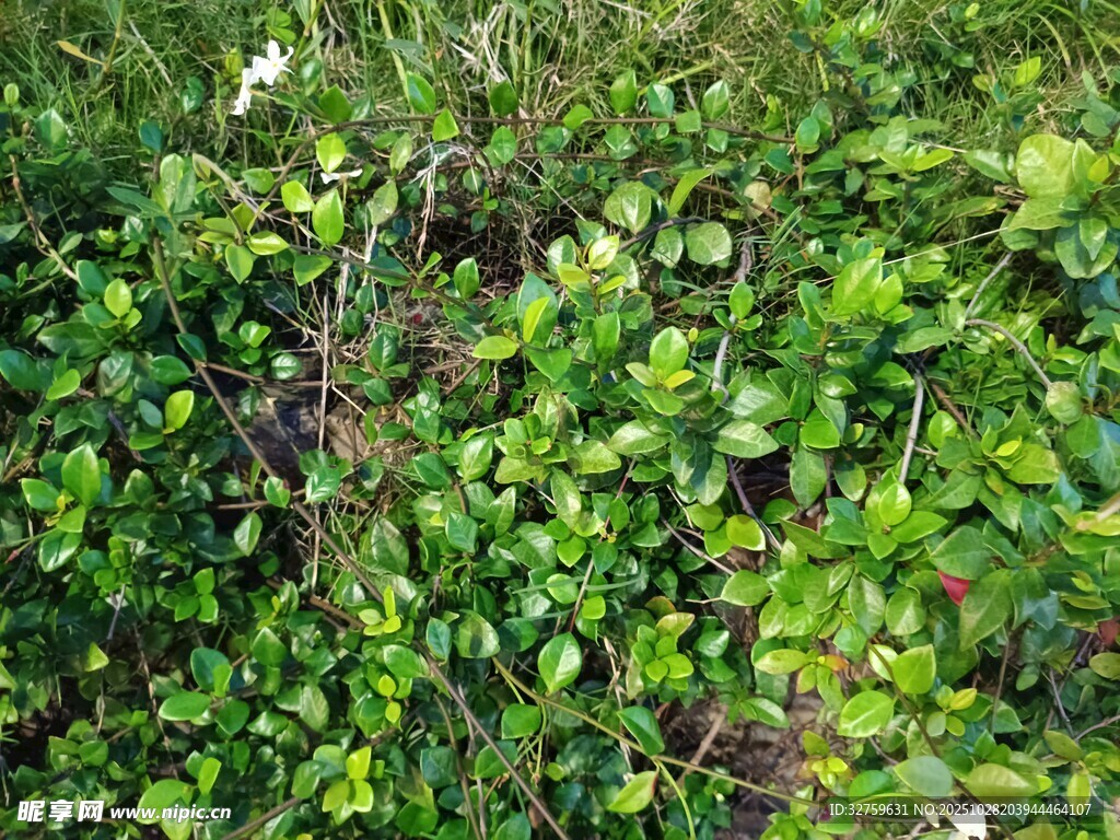 绿意盎然的繁茂植物景观
