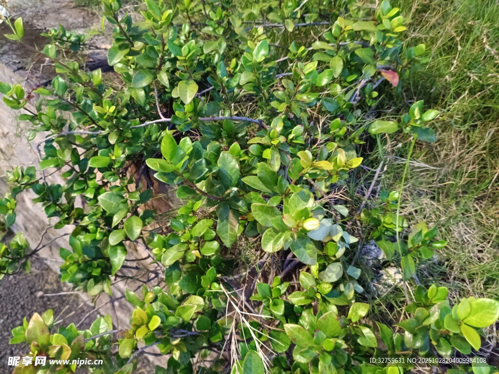绿叶繁茂的灌木植物