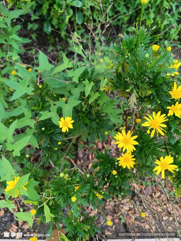 黄色小花绽放于绿叶间