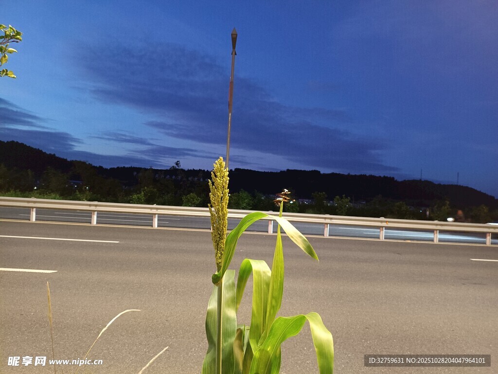 公路旁的绿植与暮色风景