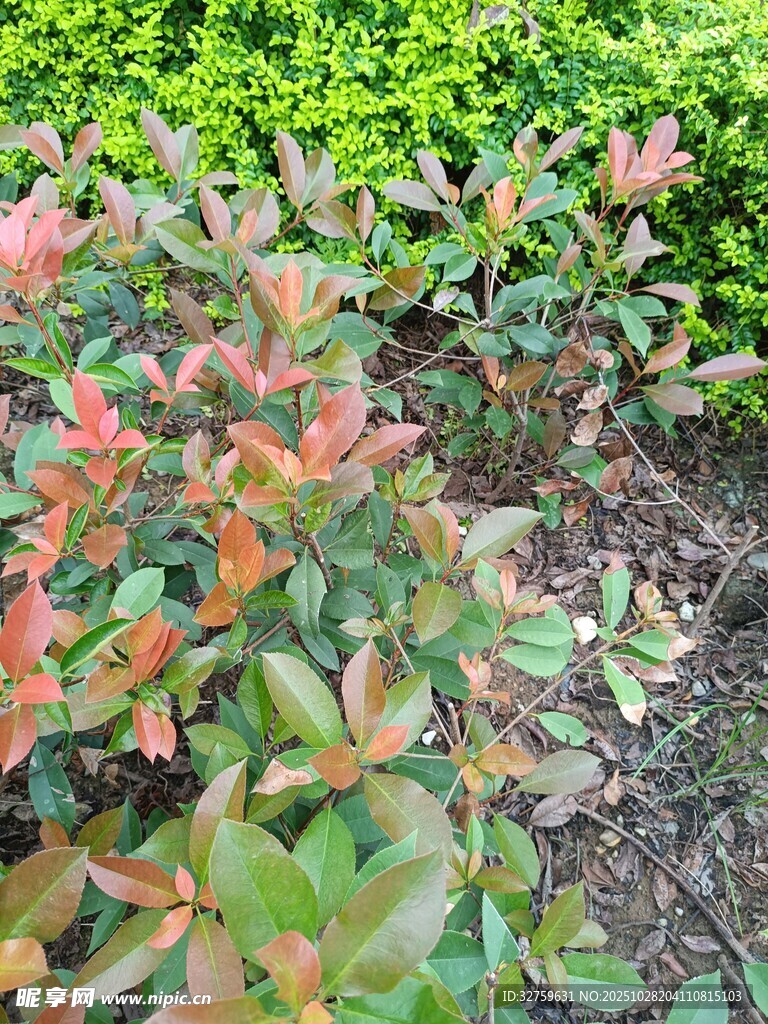 色彩斑斓的多彩灌木植物