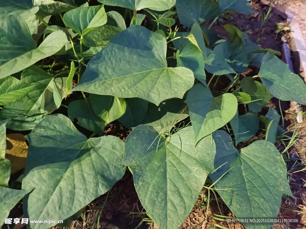 绿叶繁茂的红薯植株