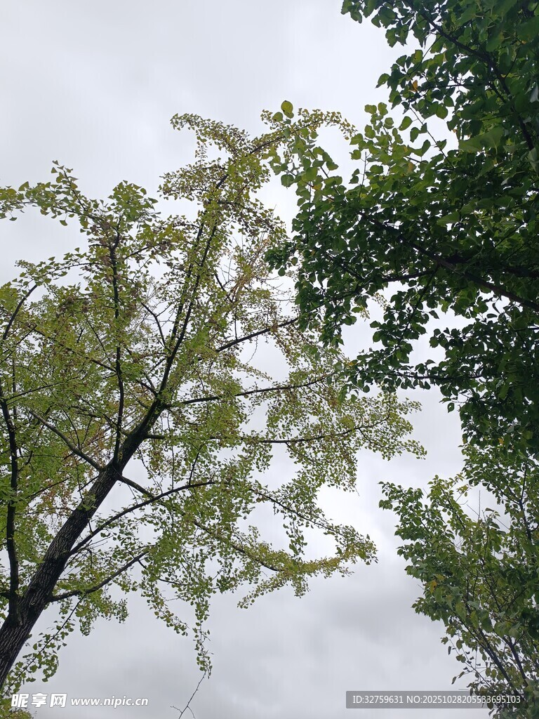 枝头新绿映灰白天空