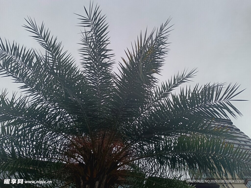 高大挺拔的棕榈树