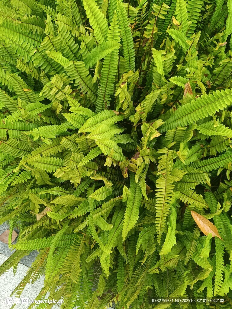 翠绿茂盛的水生蕨类植物