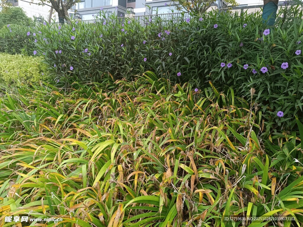 翠绿繁茂的户外植物景观