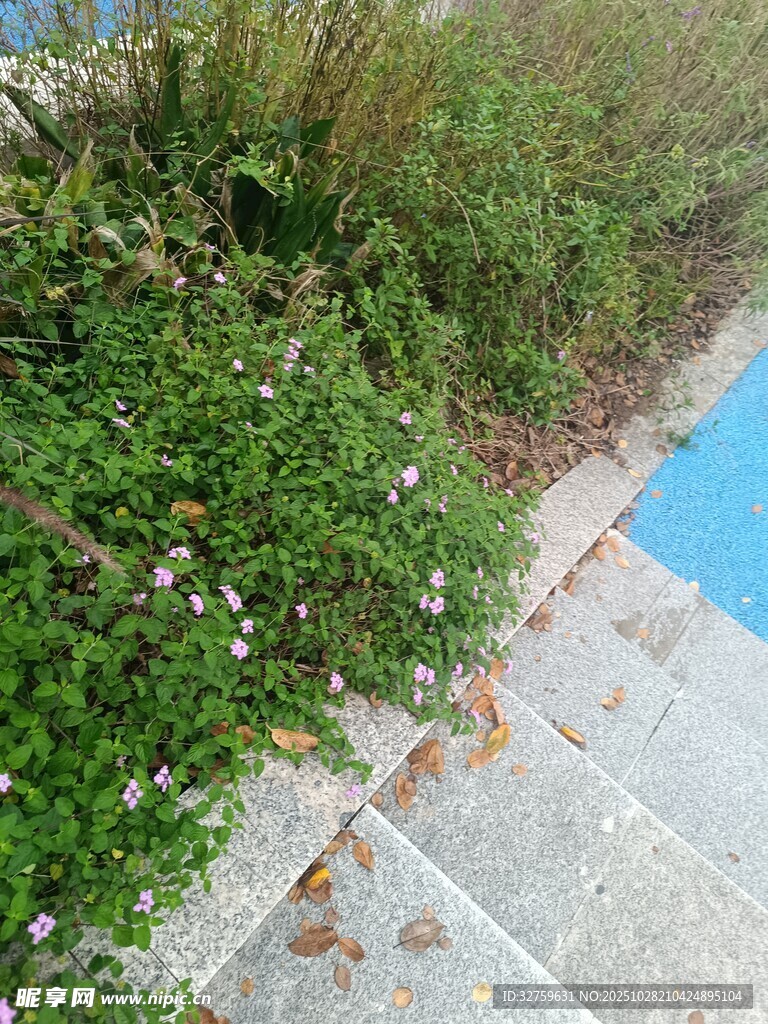 墙边绿植与散落花瓣