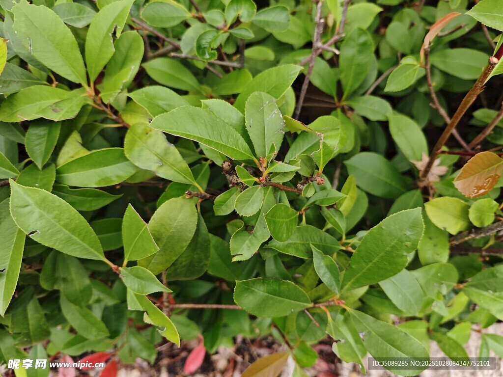 翠绿繁茂的植物叶片