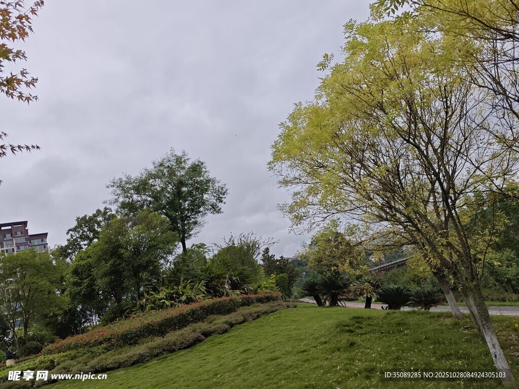 绿意盎然的户外公园景色