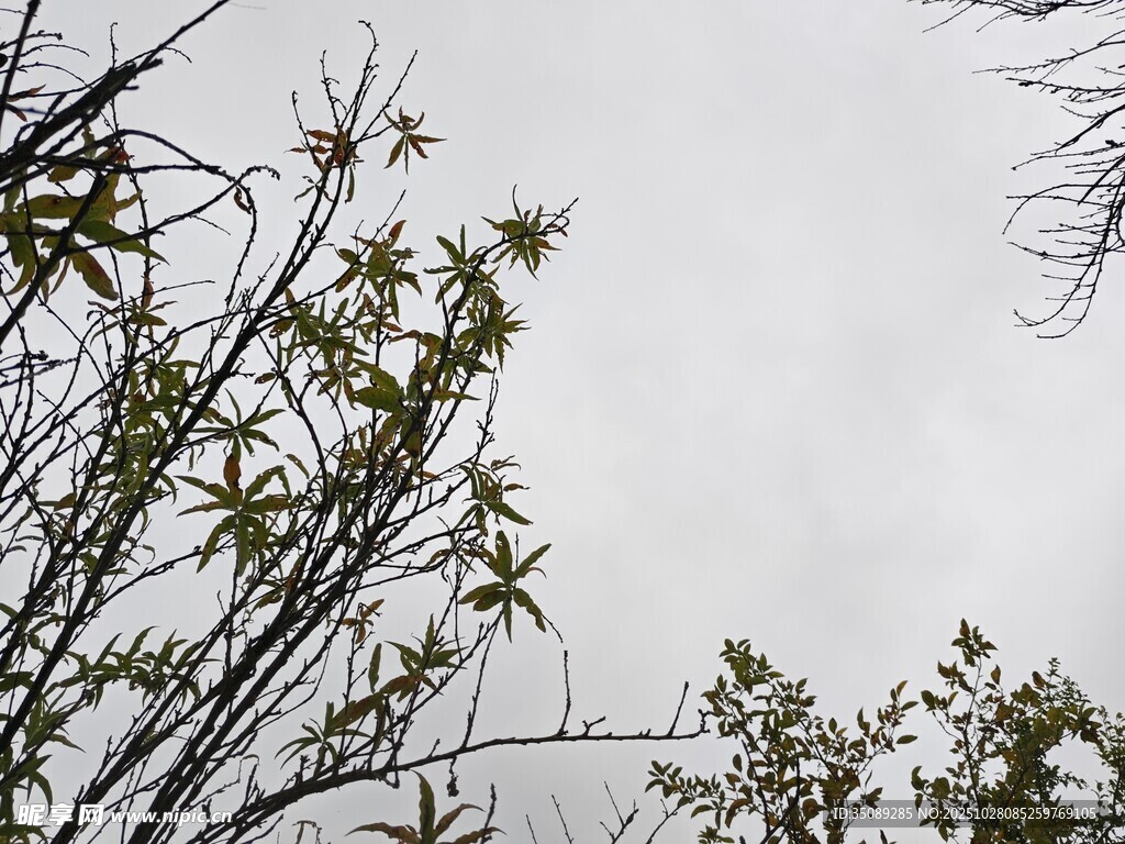 枝头新绿展现自然生机