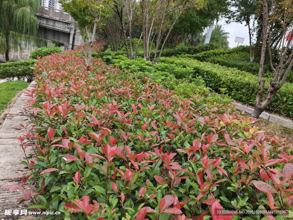 多彩花卉装点的园林小径