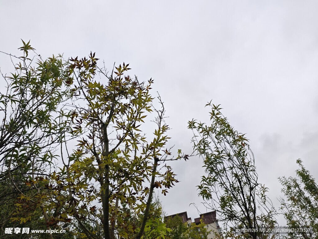 阴天中的树木与房屋