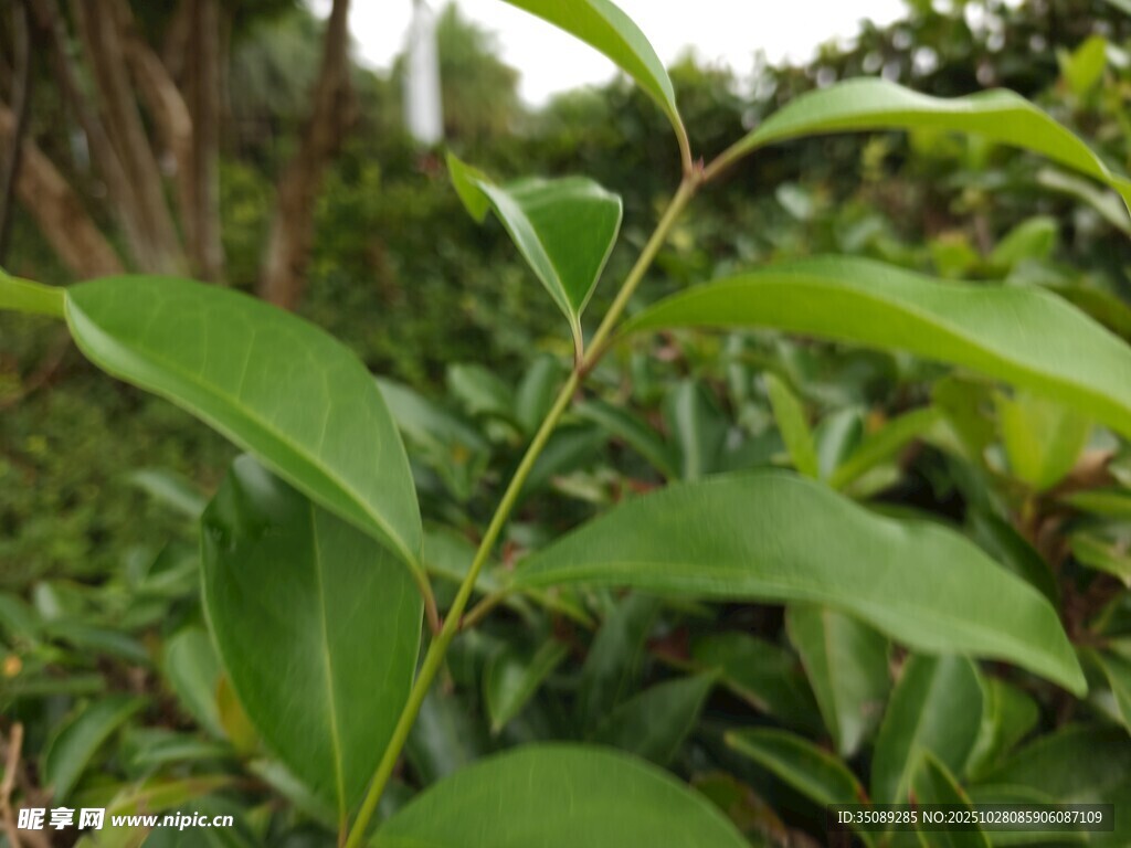 嫩绿枝叶特写