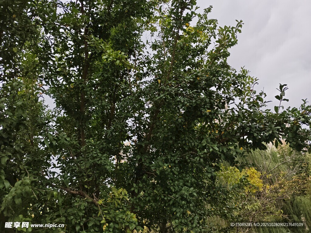 茂密绿树展现自然生机