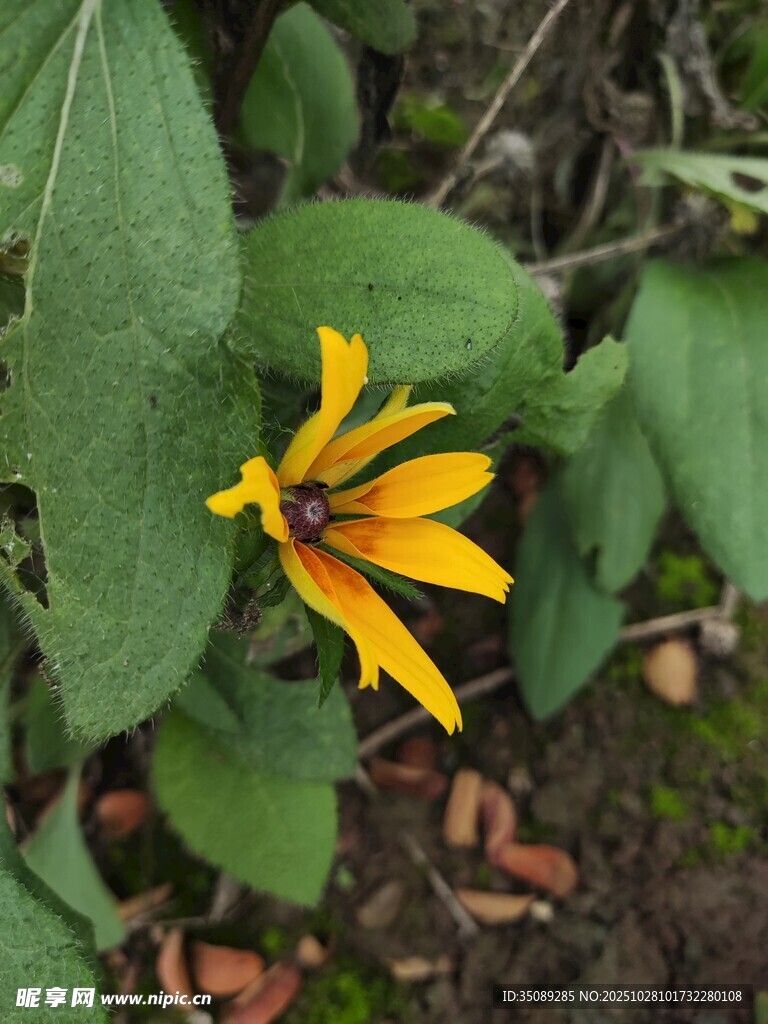 绿叶间的黄色单朵小花