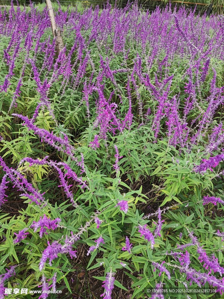 紫色花卉繁茂的美丽花田