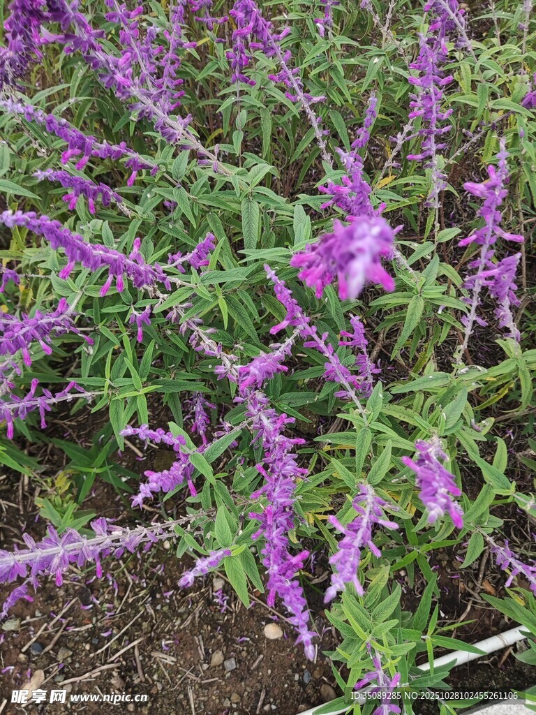 紫色花丛绽放美丽景象