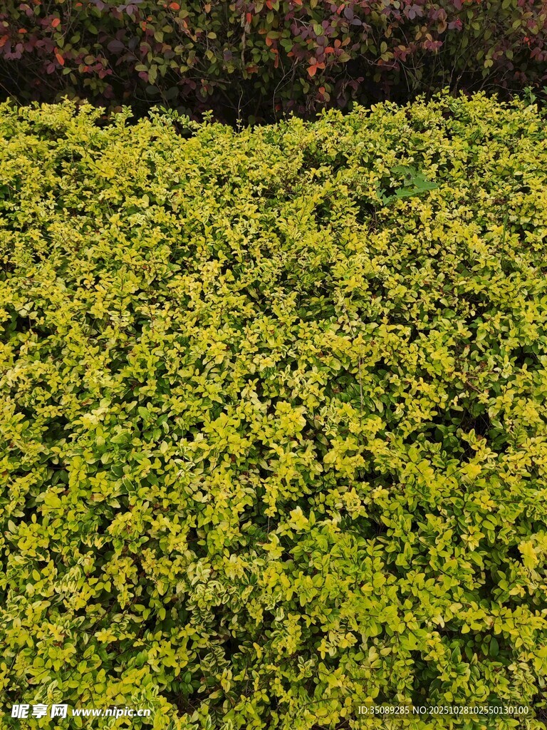 翠绿繁茂的植物景观