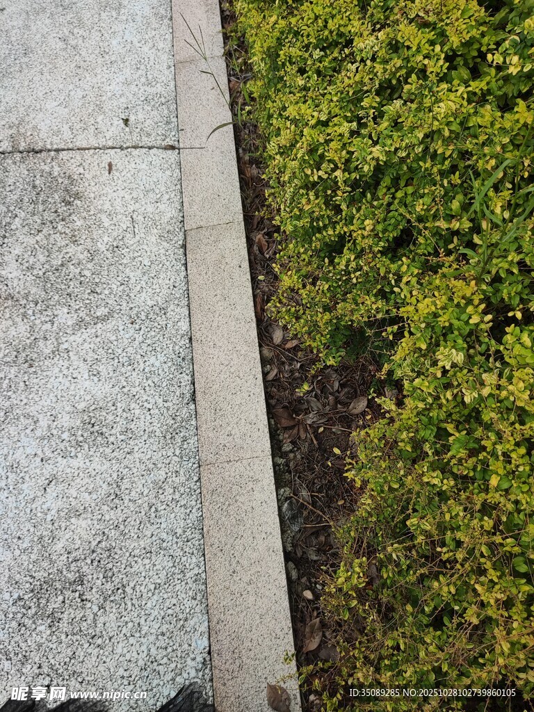 路边绿植与水泥路面景观