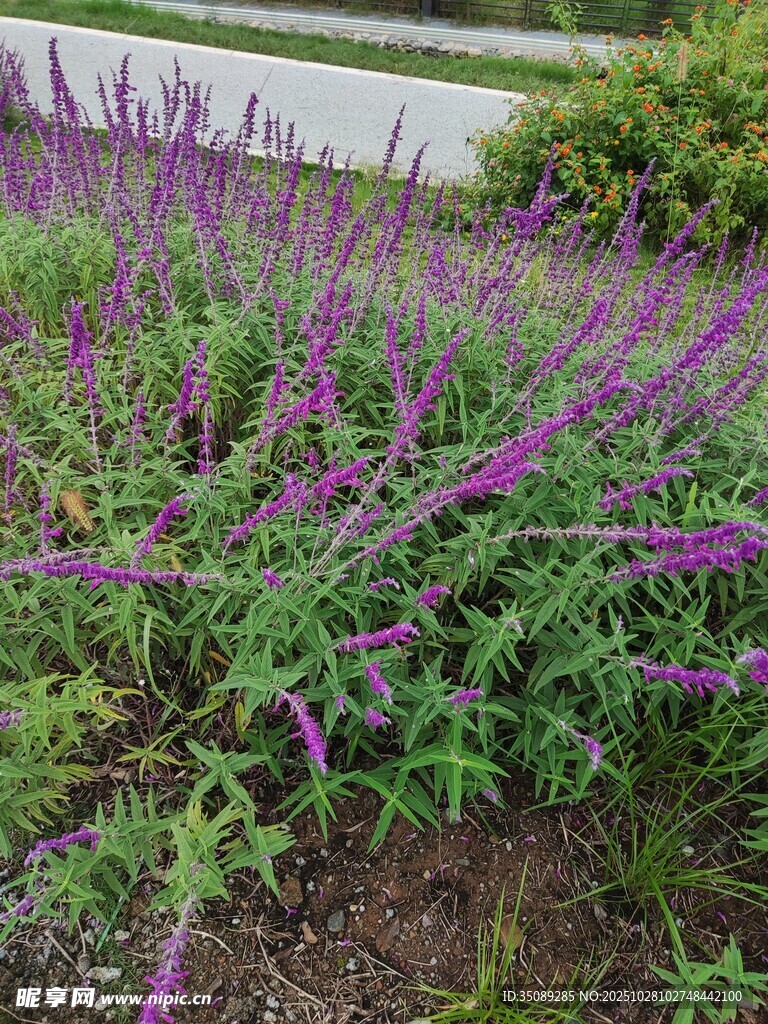 紫色花丛绽放生机