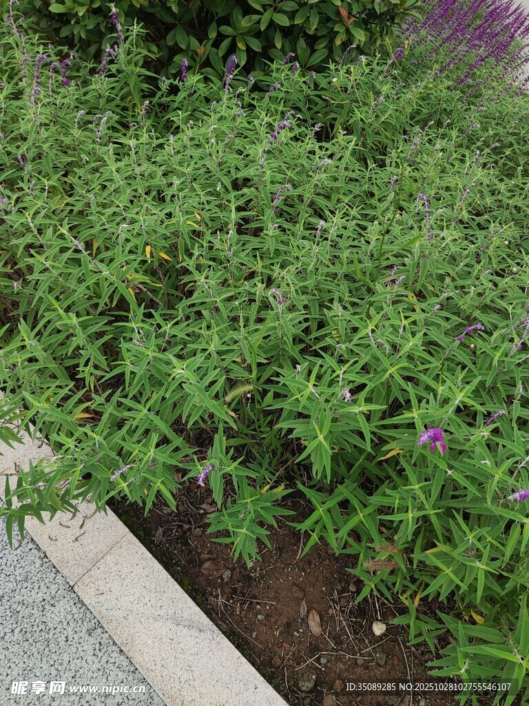 路边繁茂的绿色植物