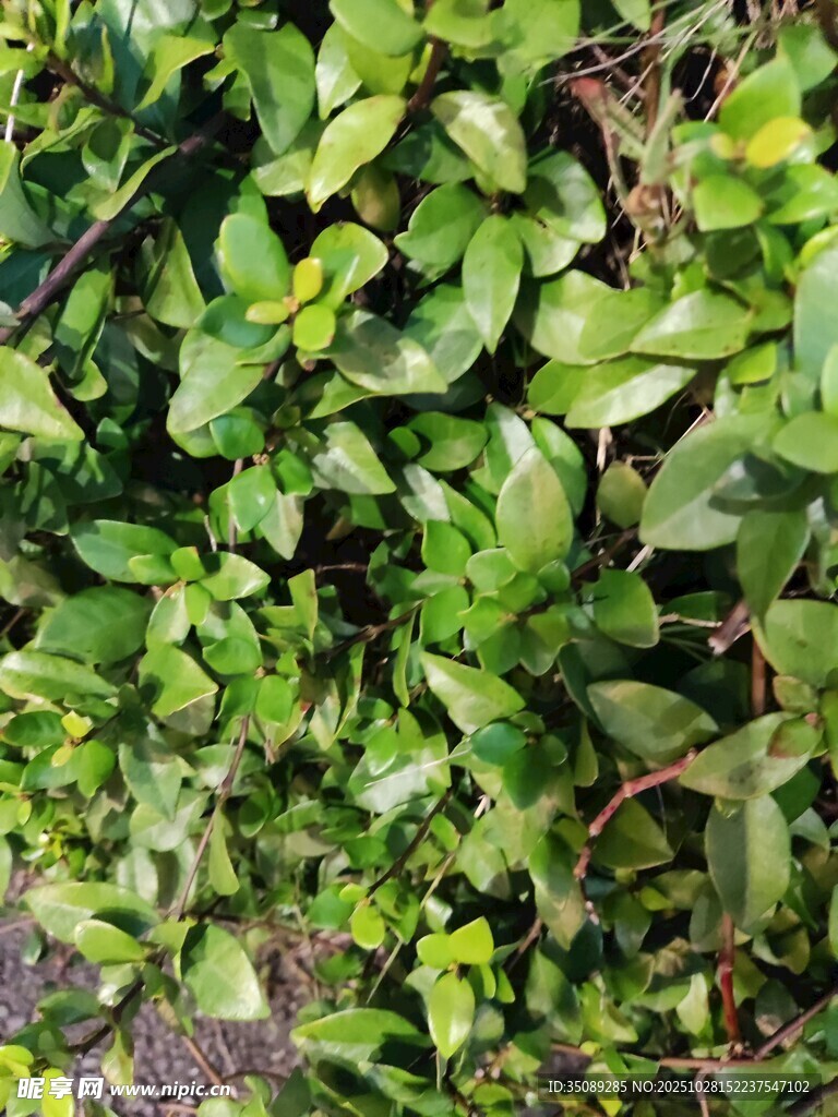 绿叶繁茂的植物景观