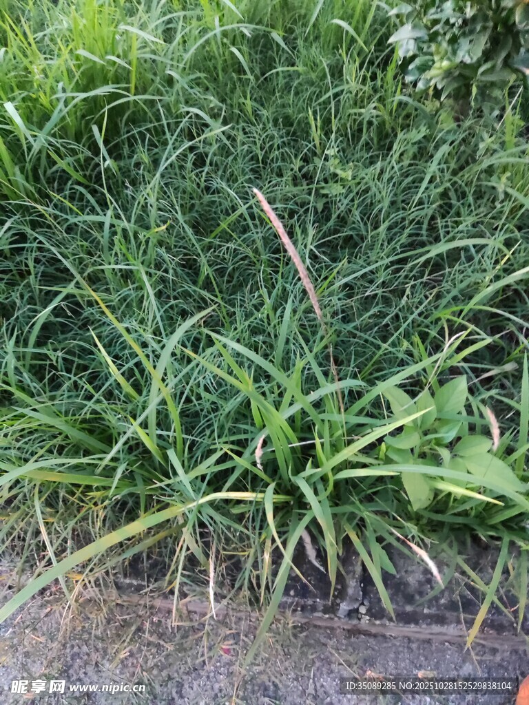 路边茂盛的绿色野草