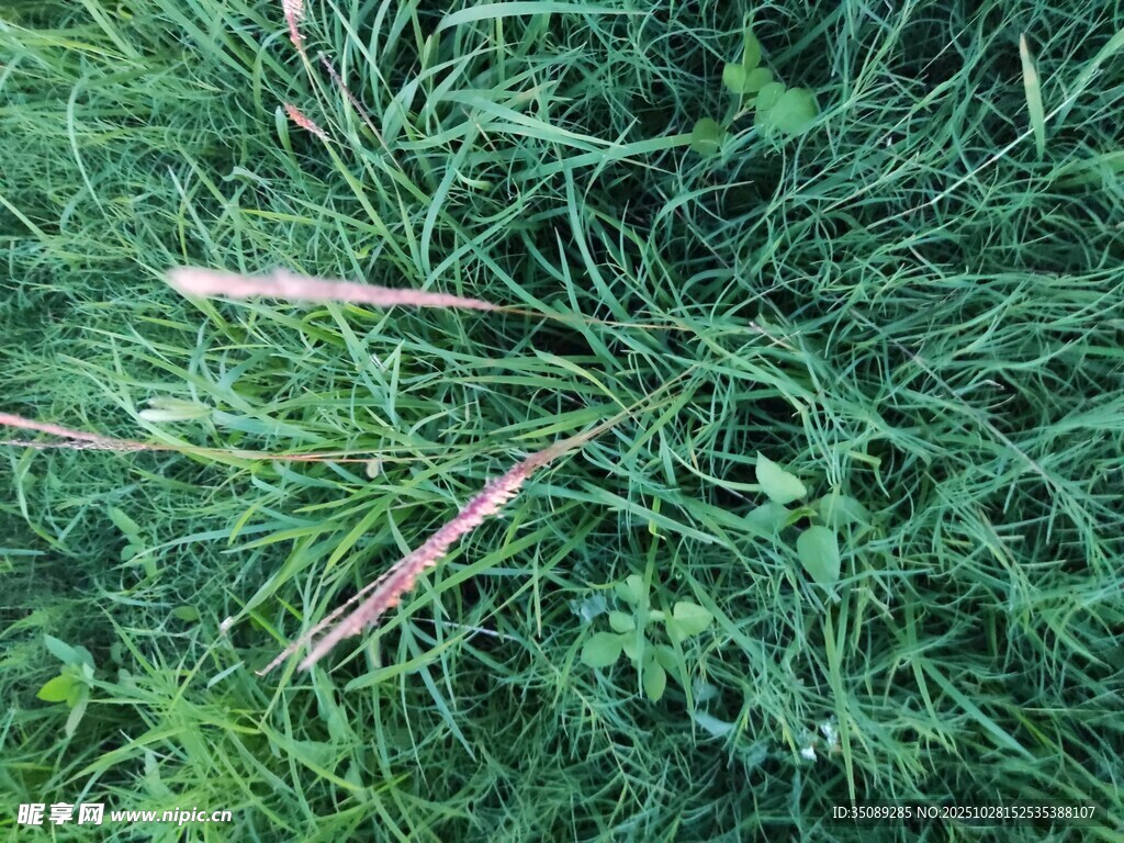 翠绿草丛中的细长草茎