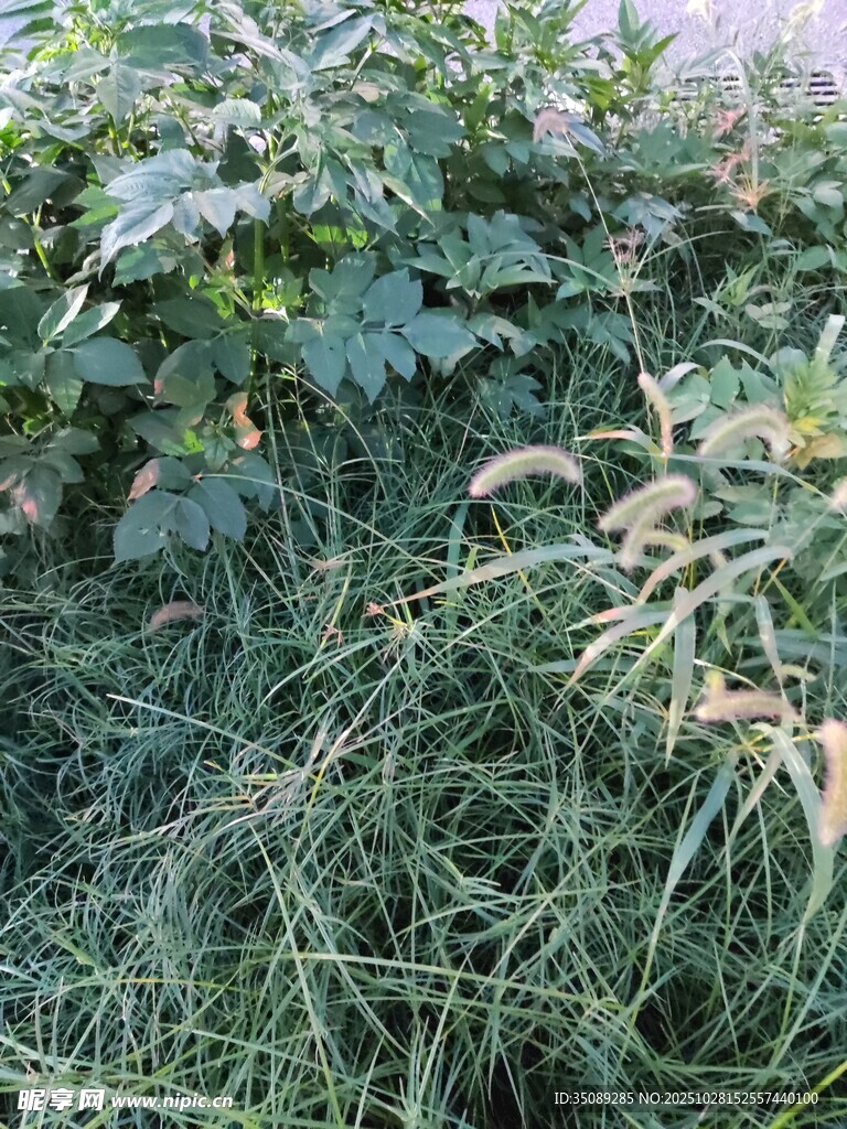 野外繁茂的绿植景象