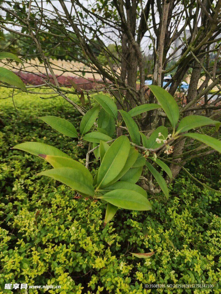 绿叶繁茂的植物景观