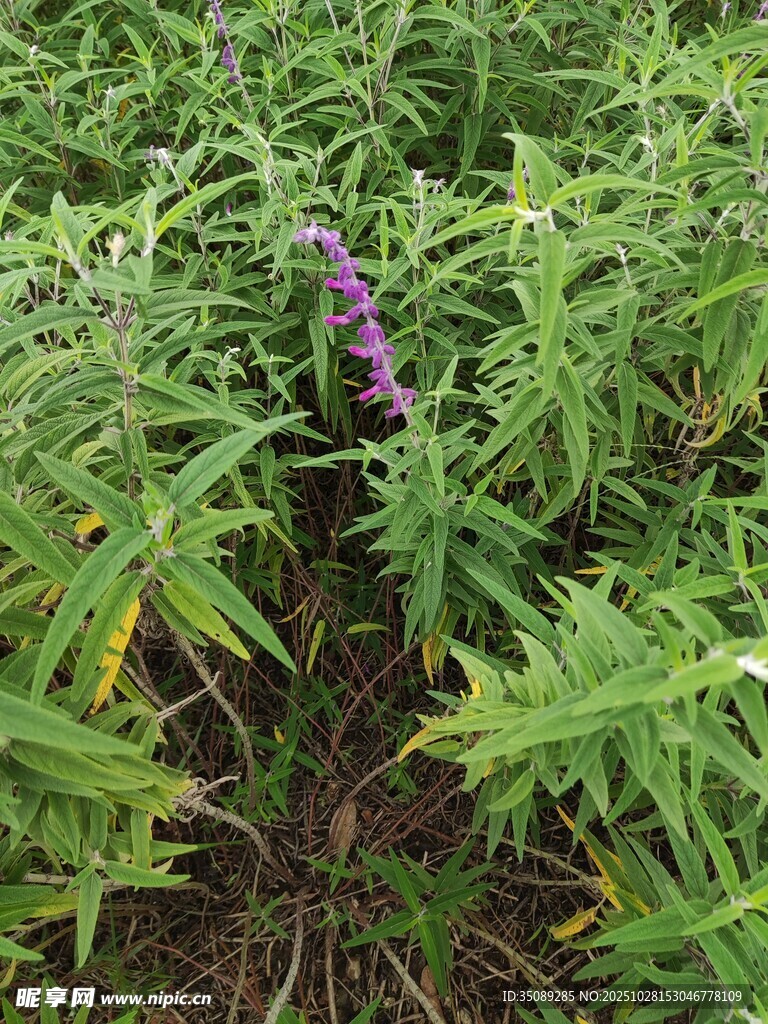 紫色野花生长于绿叶间