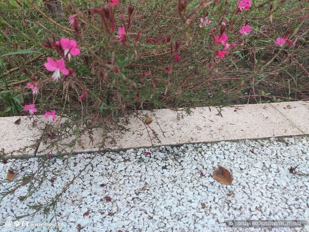 路边绽放的粉色小花