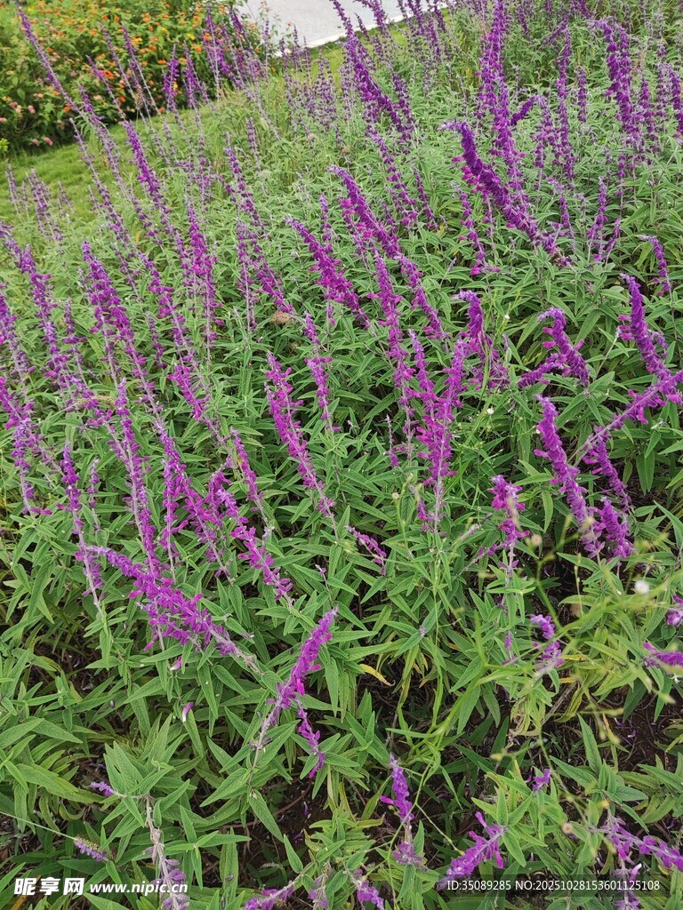 紫色花丛绽放生机