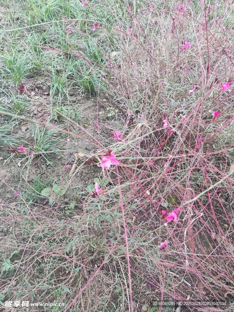 野外绽放的粉色小花