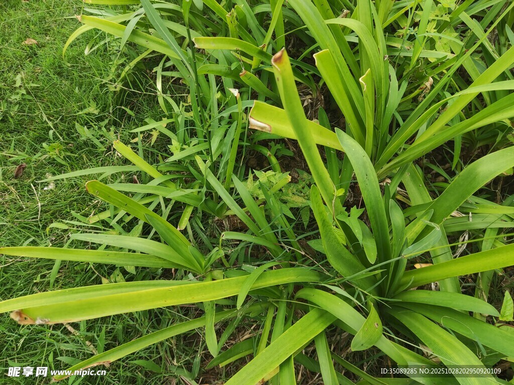 翠绿阔叶植物特写