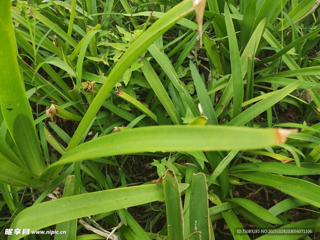 翠绿修长的野草叶片